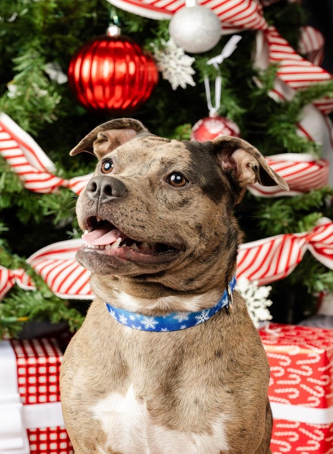 كانتري بروك ديزاين طوق كلاب فاخر من Country Brook Petz - تصميم شتوي ساحر - صنع في الولايات المتحدة الأمريكية - مجموعة عيد الميلاد بتصاميم احتفالية (1 بوصة، كبير) - Image 3